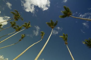 Coconut Trees Under Gray and Blue Cloudy Sky during Daytime