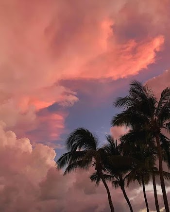 Coconut Trees Under Orange Sky