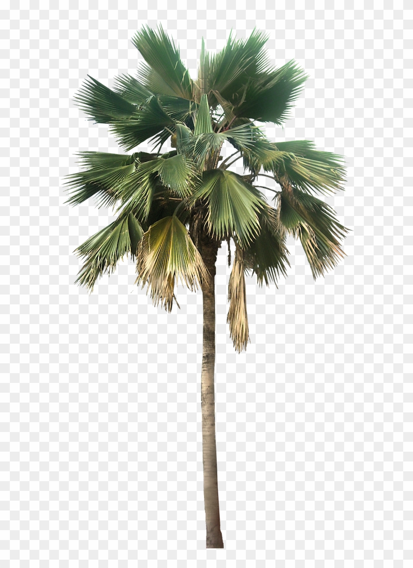 Coconut Trees Vectors Photos And Psd S - Palm Png