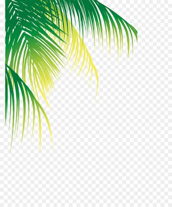 Coconut water Arecaceae Tree - Coconut tree material 