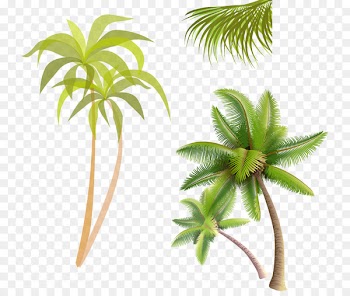 Coconut water Coconut jam Arecaceae - coconut tree 