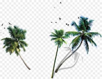 Coconut water Coconut milk King Quice Palm trees - coconut 