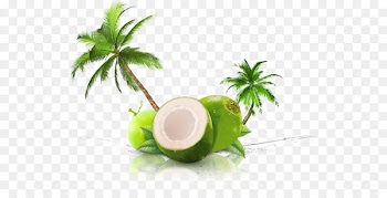 Coconut water Coconut milk Thai cuisine Juice - juice 