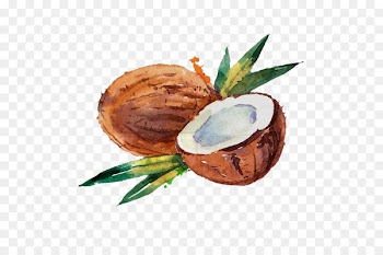 Coconut water Coconut milk Watercolor painting - Hand-painted coconut 