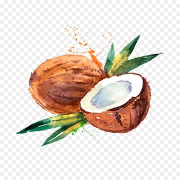 Coconut water Coconut milk Watercolor painting - Hand-painted watercolor coconut 