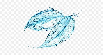 Coconut water Flower Stock photography Water ionizer - Leaf water 