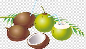 Coconut water Fruit, Exquisite fruit coconut transparent background PNG clipart