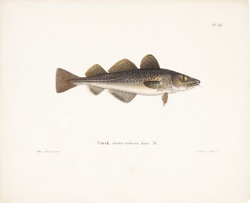Cod, 1836 - 1857, Wilhelm | Free Photo - rawpixel