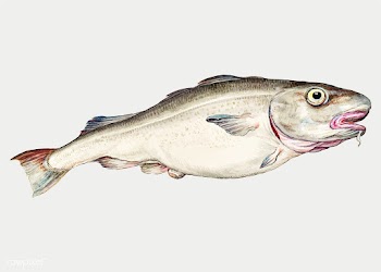 Cod in vintage style | Free stock vector - 561843