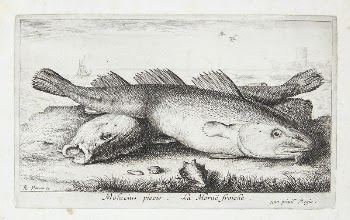 Cod (Molucius Piscis) | Free Photo - rawpixel