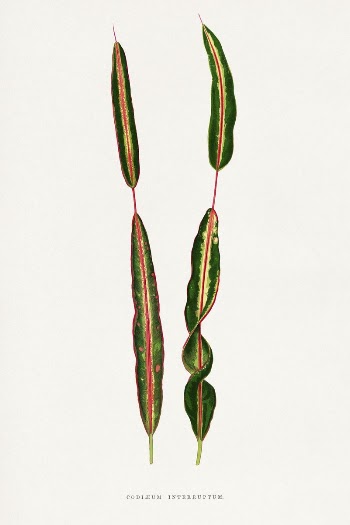 Codiaeum Interruptum leaf illustration from Les | Free Photo Illustration - rawpixel