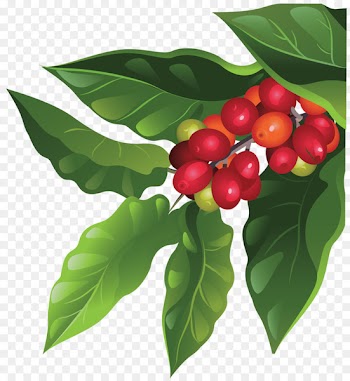 Coffee bean Berry Arabica coffee Fruit - plants 