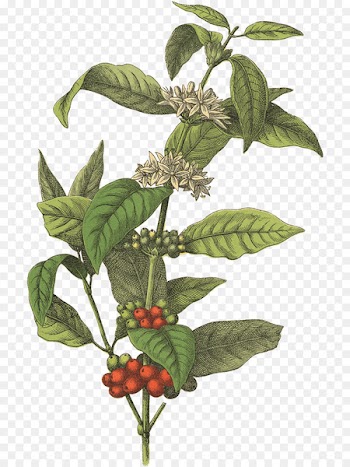Coffee bean Cafe Botanical illustration Arabica coffee - coffee beans 