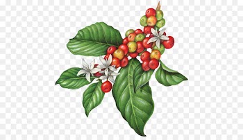 Coffee bean Cafe Tea Espresso - botanical flowers 