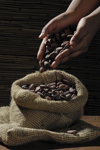 Coffee Bean on Human Hands and Sack