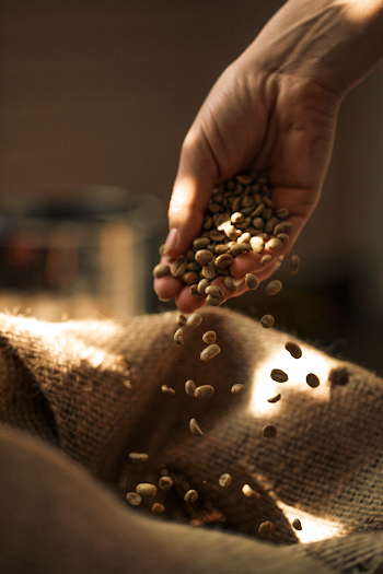 Coffee beans in hand on blurred background