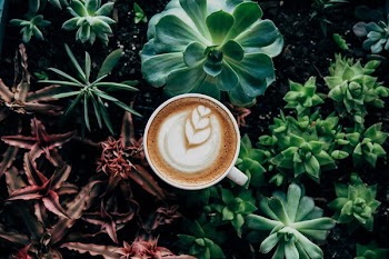 Coffee In Plants