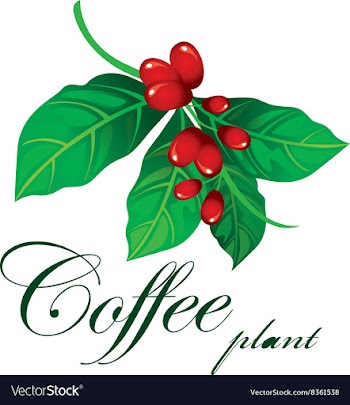Coffee Plant vector image