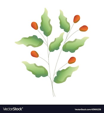 coffee plant with ripe fruits hand drawn set