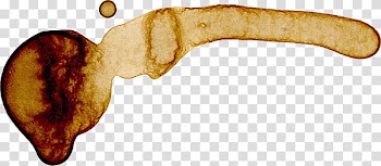 Coffee Stains, beige abstract illustration transparent background PNG clipart