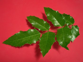 cohdra_100_1870.JPG