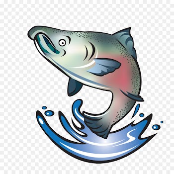 Coho salmon Chinook salmon Sockeye salmon Fish - SALMON 