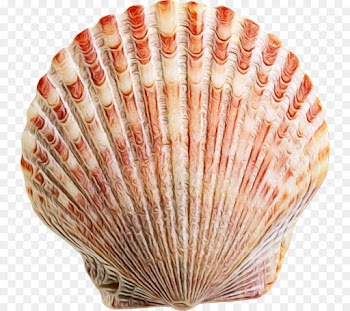 Coin, Silver Coin, Seashell, Shell, Scallop PNG