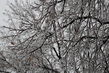Cold Winter Ice