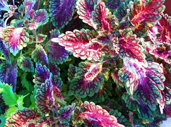 coleus autumn MGDÂ©.JPG