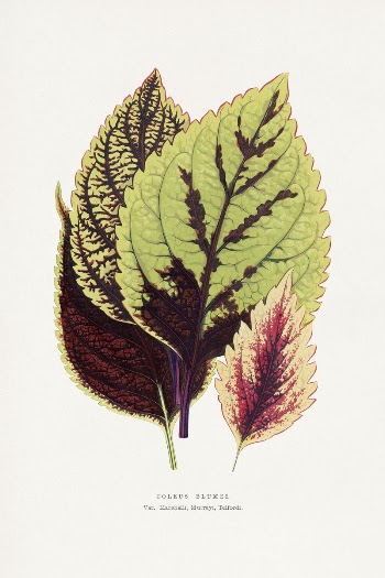 Coleus Blumei leaf illustration from Les | Free Photo Illustration - rawpixel