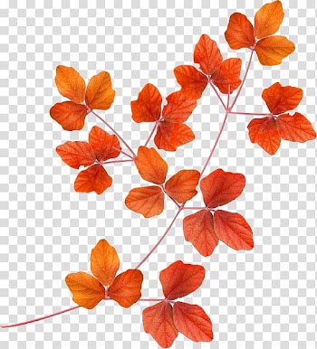 Collage Branch , collage transparent background PNG clipart