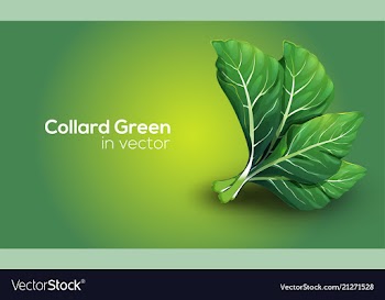 Collard greens in format vector image