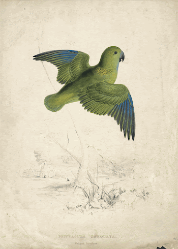 Collared Parrakeet (1832) print in high | Free Photo - rawpixel