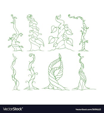 collection beans root