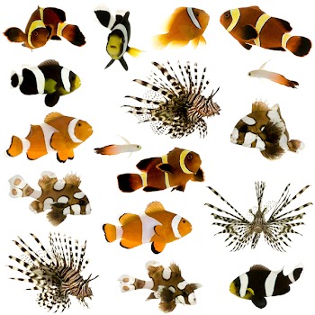 Collection of 17 tropical fish in different sizes and different positions in front of a white background