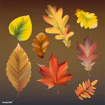 Collection of autumn leaves vector | Free stock vector - 60746