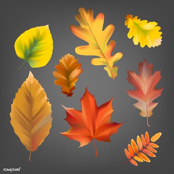Collection of autumn leaves vector | Free stock vector - 60748