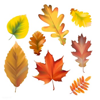 Collection of autumn leaves vector | Free stock vector - 60749
