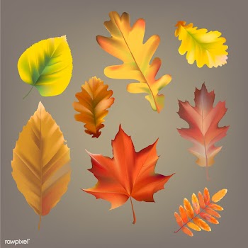 Collection of autumn leaves vector | Free stock vector - 60750