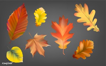 Collection of autumn leaves vector | Free stock vector - 66025