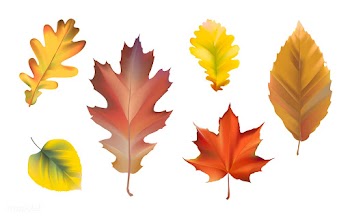 Collection of autumn leaves vector | Free stock vector - 66026