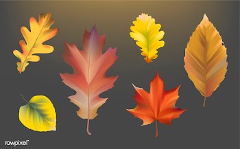 Collection of autumn leaves vector | Free stock vector - 66027