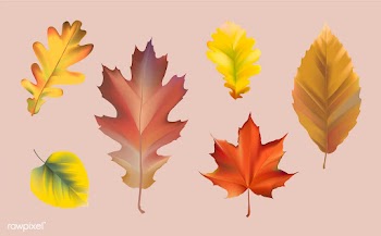Collection of autumn leaves vector | Free stock vector - 66028