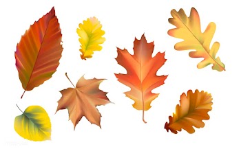 Collection of autumn leaves vector | Free stock vector - 66029
