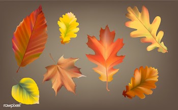 Collection of autumn leaves vector | Free stock vector - 66030