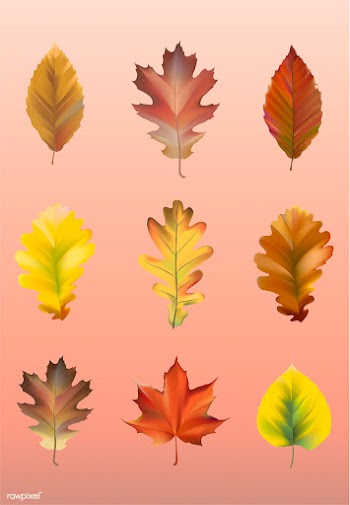 Collection of autumn leaves vector | Free stock vector - 66031