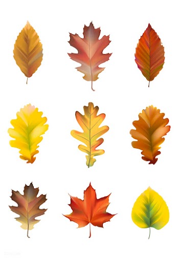 Collection of autumn leaves vector | Free stock vector - 66032
