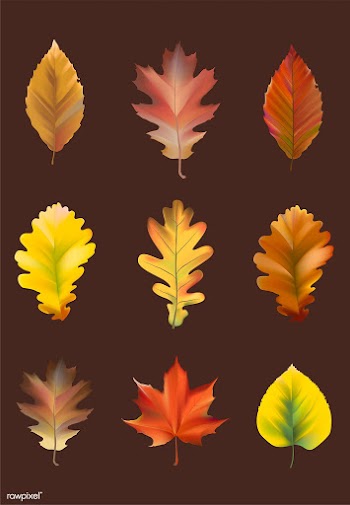 Collection of autumn leaves vector | Free stock vector - 66033