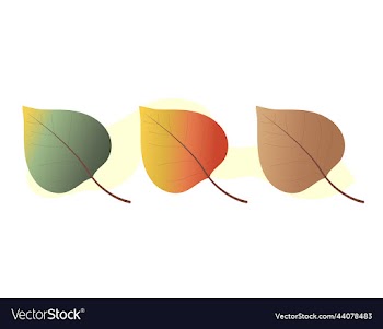 collection of colorful autumn leaves autumn warm