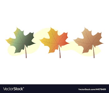 collection of colorful autumn leaves autumn warm